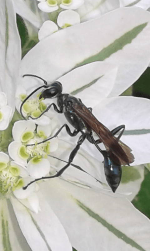 Sphecidae : Chalybion bengalense? Molto probabile.